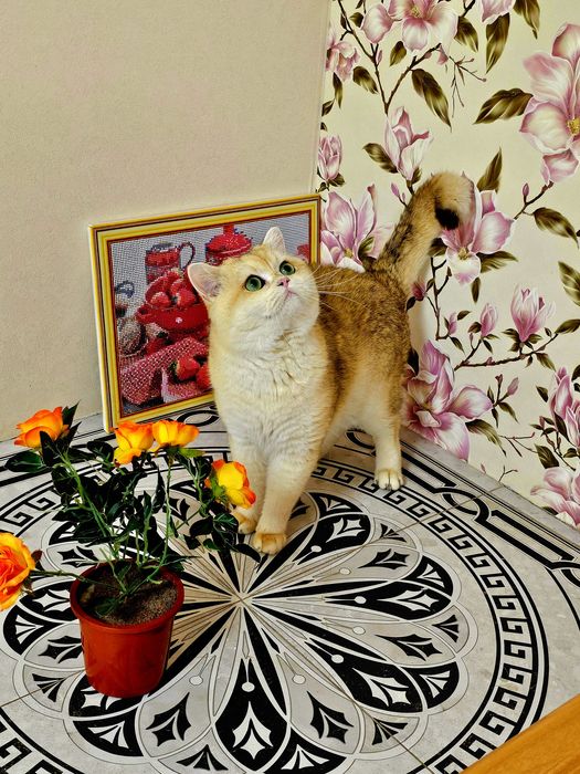 Золота шиншила VIP класу в'язка