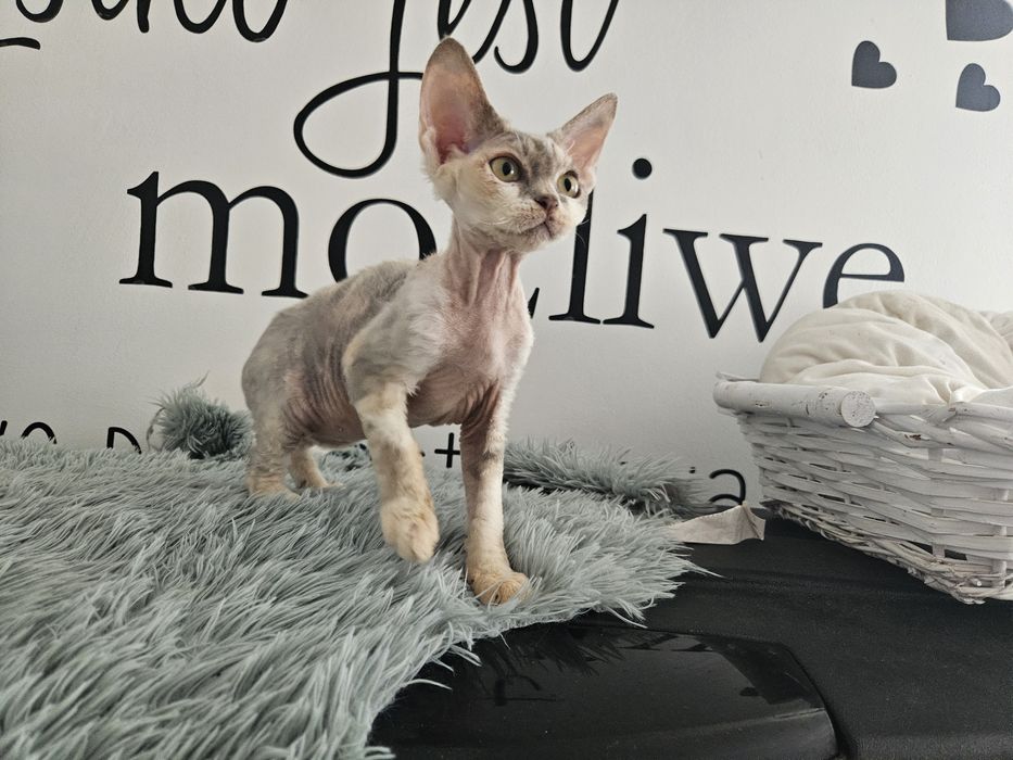 Szylkretowa dziewczynka Devon rex