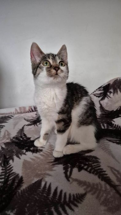 Kokoska do adopcji