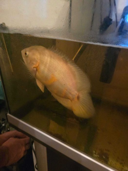 Peixe oscar  pra