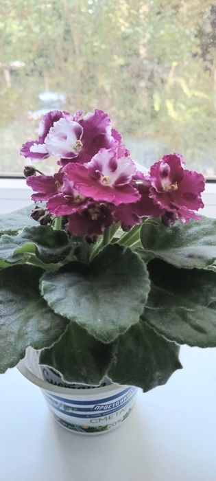 Продам цветущую фиалку