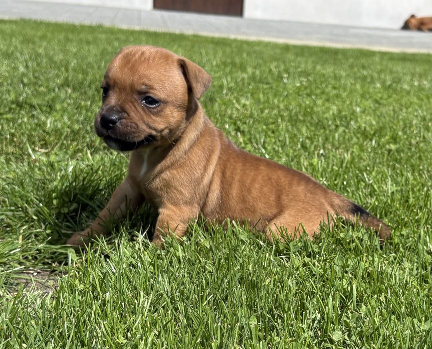Szczeniak Staffordshire Bull Terrier, ZKwP