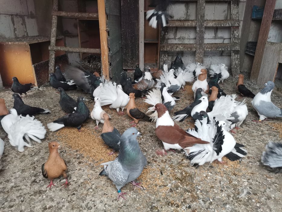 Gołębie ozdobne Gile Pawiki