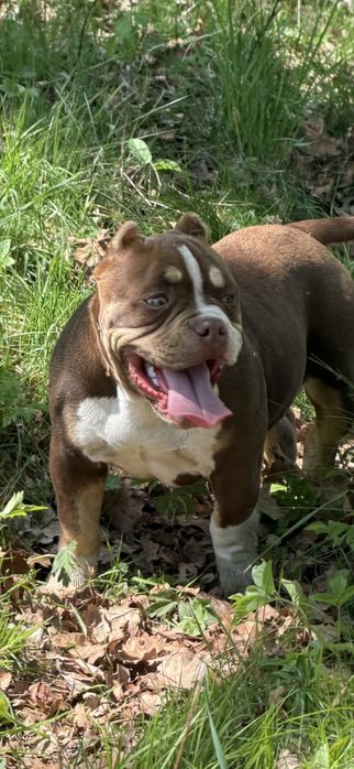 Suczka American Bully Pocket