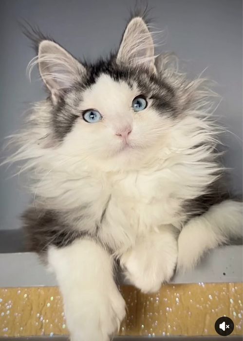 Самые красивые Мейн Куны с голубыми глазами. Девочка. Полидакт!