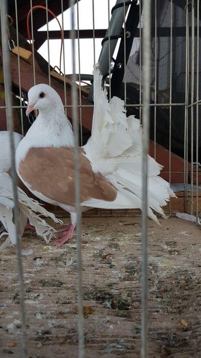 Gołębie Pawiki tarczowe żółte