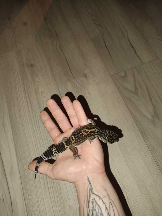 Gekon lamparci Black Pearl