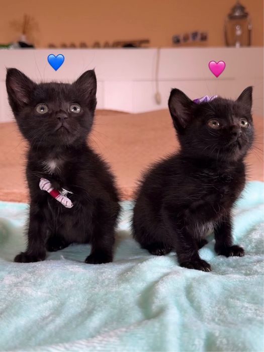 2 gatinhos para adotar