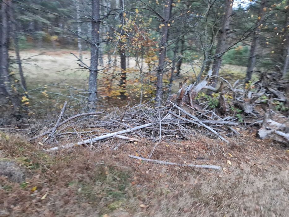 Oddam chrust, gałęzie na opał
