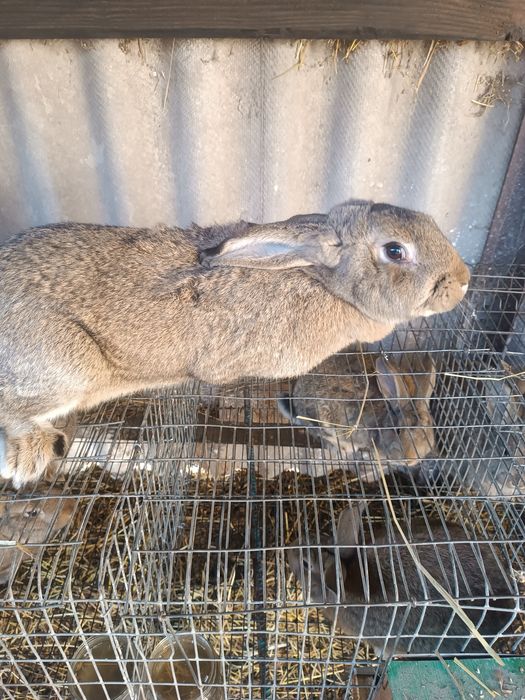 Кітні Кролиці та кроленята