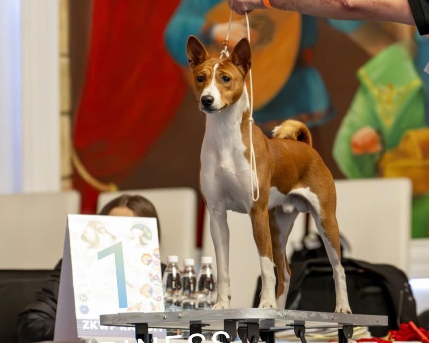 Basenji szczenię FCI