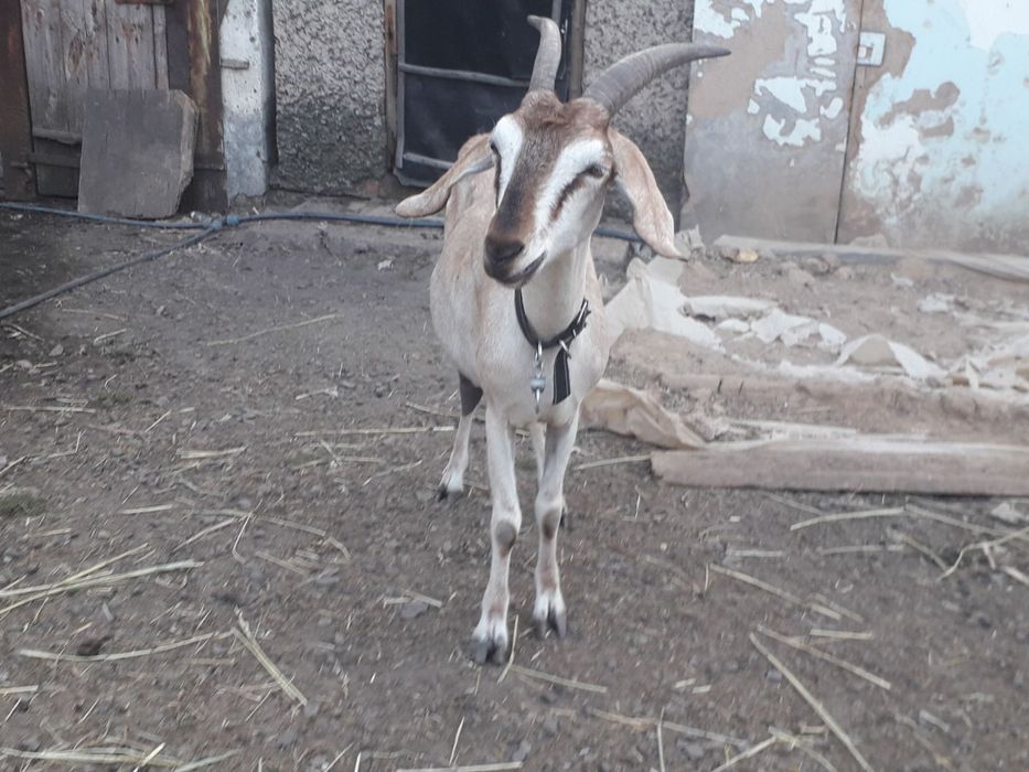 Продам коз Англонубійської породи.