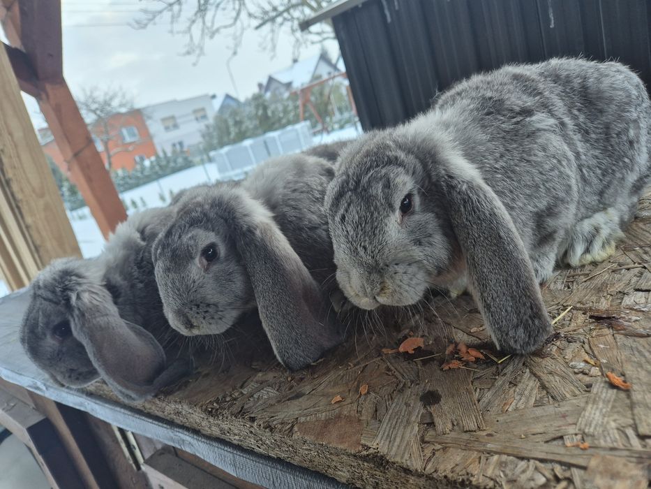 Królik baran francuski