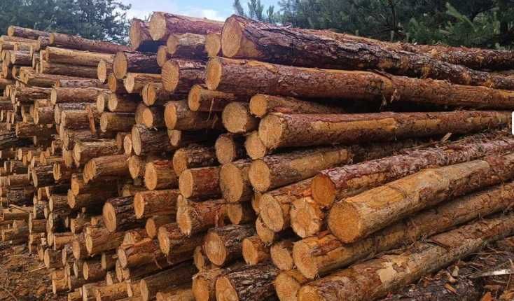 Stemple, Paliki, Słupki, Okrąglaki NEW 3m- 3,5, 4m, 2,6m Trans. Gratis