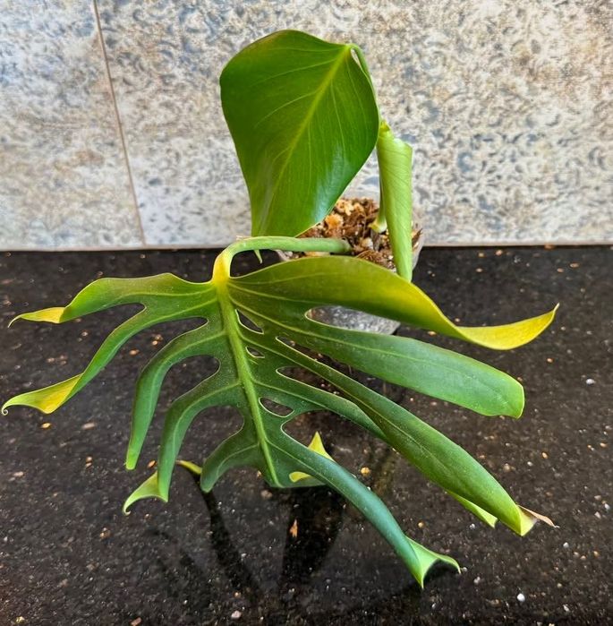 Monstera Deliciosa var. sierrana