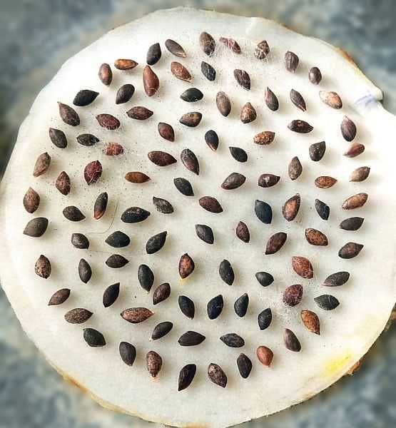 Насіння Сосни Звичайної — Очищене, свіже