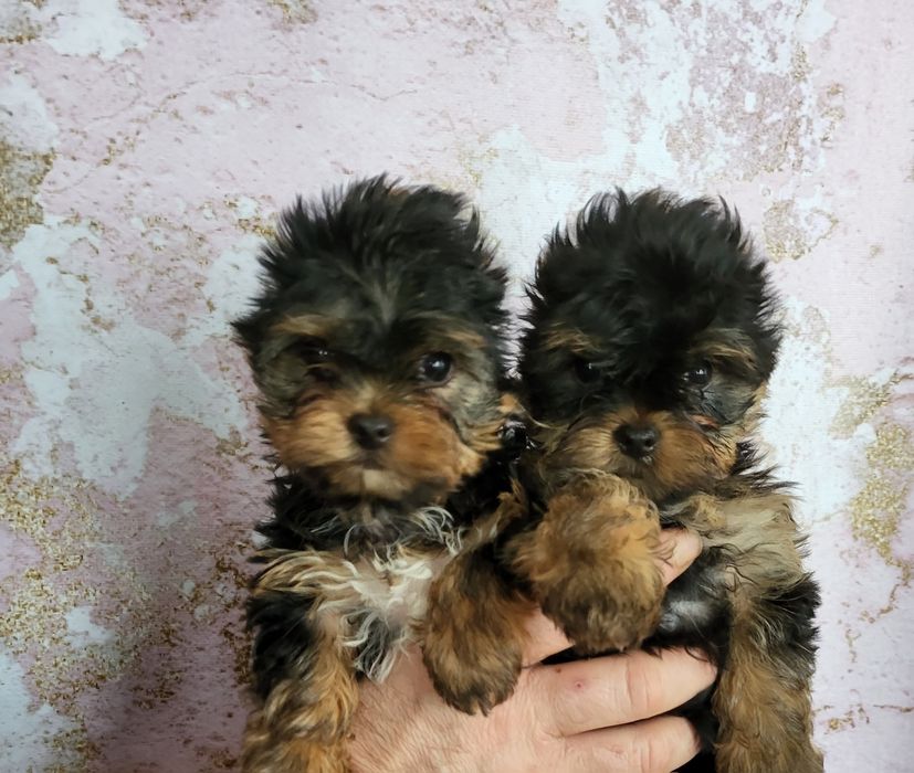 Мимишные мини йорки