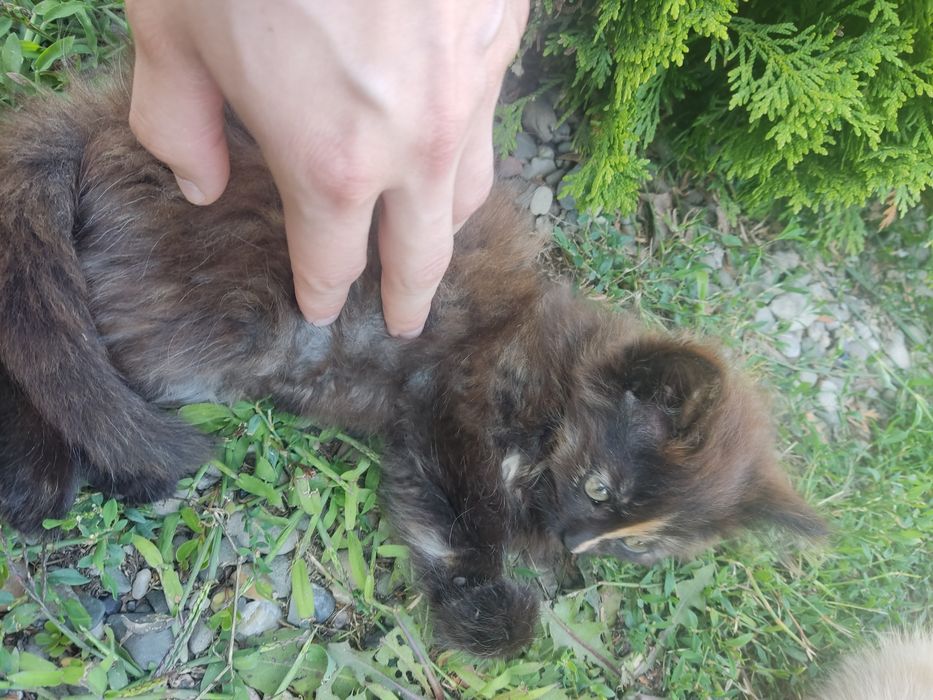 Oddam puszyste kotki