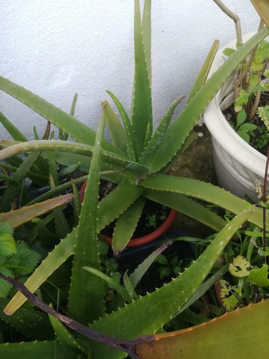 Aloé Vera   biológico