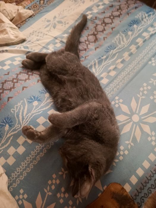 ТЕРМІНОВО!! Віддам в добрі руки кошеня