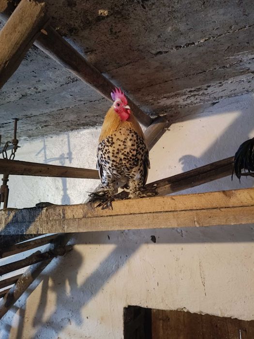 Koguty karzełki , koguty zielononóżki