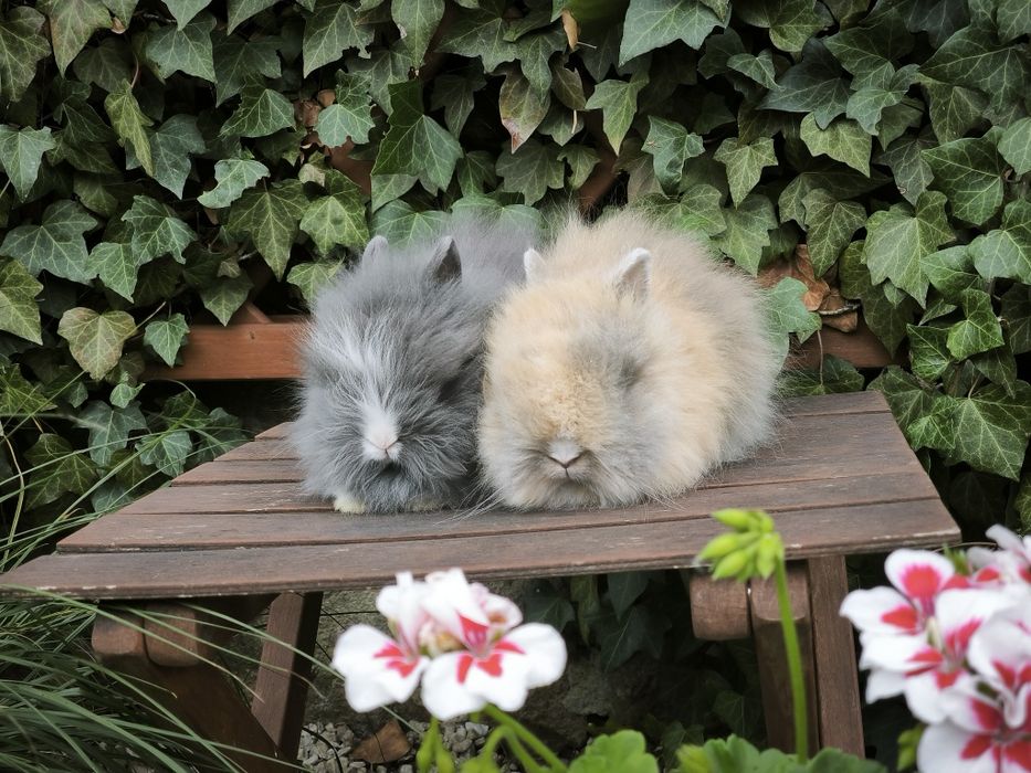 Króliczki karzełki Teddy mini króliki metryka