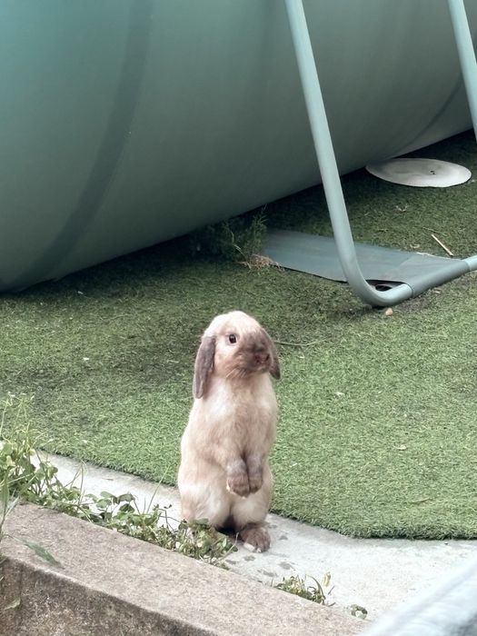 Coelho para doar ( com gaiola )