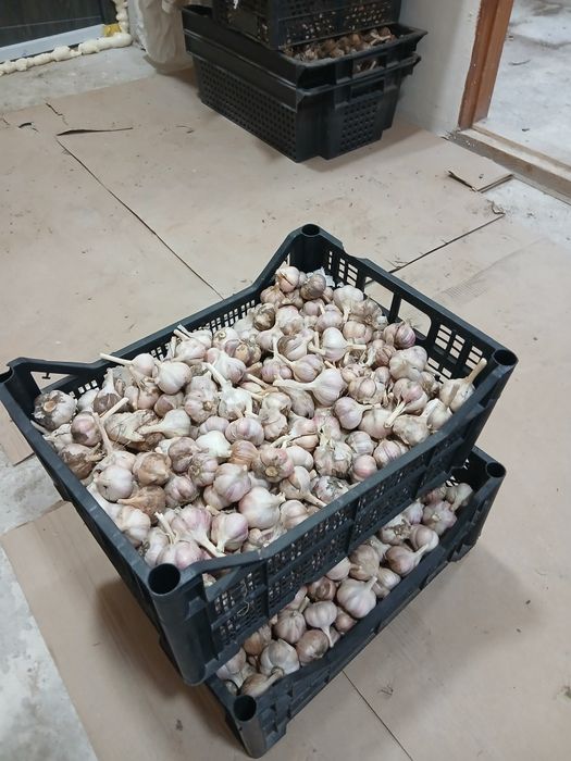 Часник Любаша ..