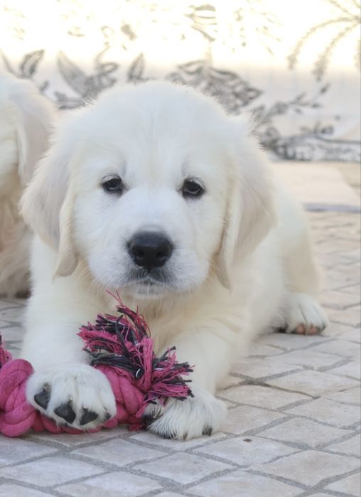 Golden Retriever fêmea com LOP
