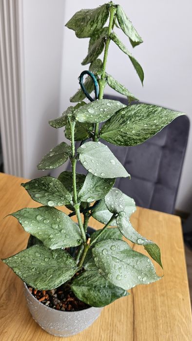 Hoya Polyneura Broget sadzonka cieta