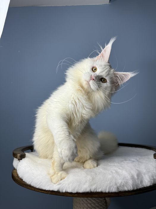 Девочка мейн кун белый окрас крупная элитная линия меховая