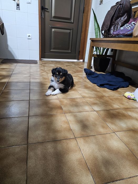 Rough collie fêmeas