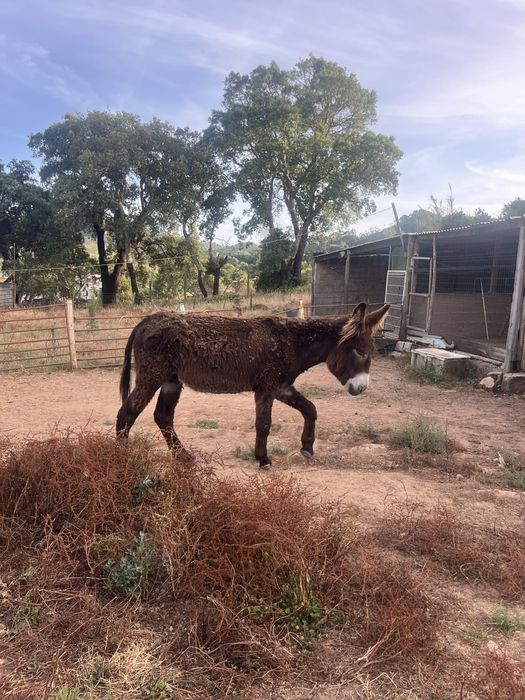 Burro mirandes 5 anos
