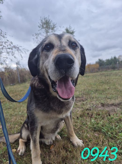 URATUJ BORYSA – duży, owczarkowaty pies o wielkim sercu czeka na dom!