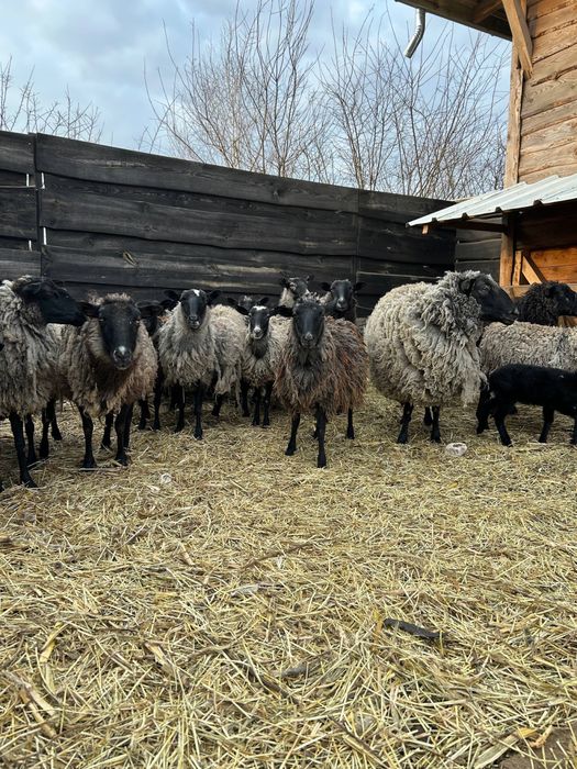 Продам овець баранів