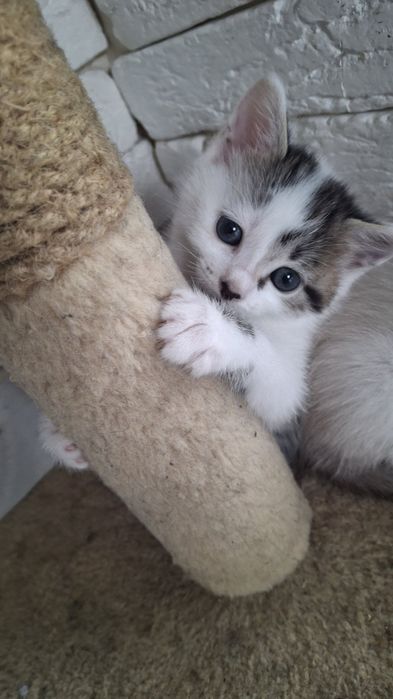 Кошинята в хороши руки