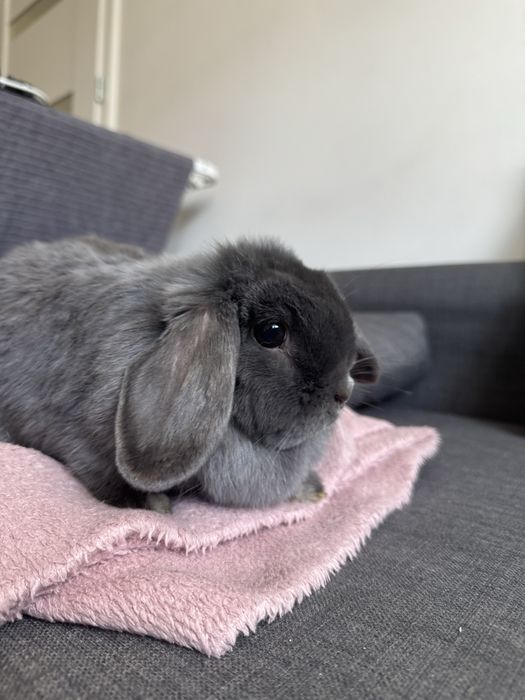 Mini Lop blue – samiczka z hodowli + wyprawka | piękna i oswojona