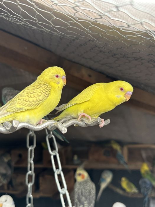 Periquitos australianos