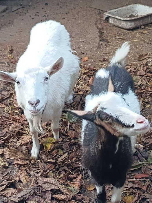 Козинятко с. Боратин. Не покрита .