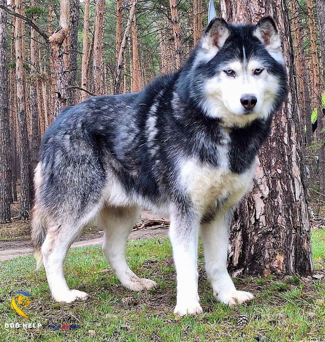 Хаскі Спайк шукає дім