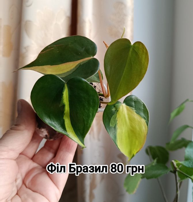 Кімнатні рослини