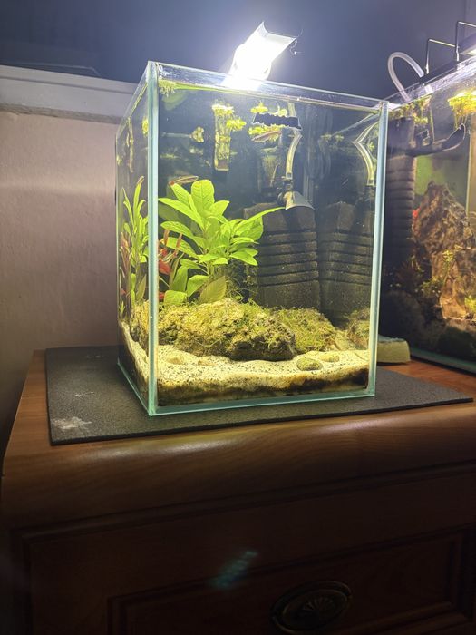 Akwarium shirmp set 10 l