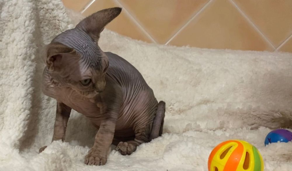 Sphynx macho azul tabby