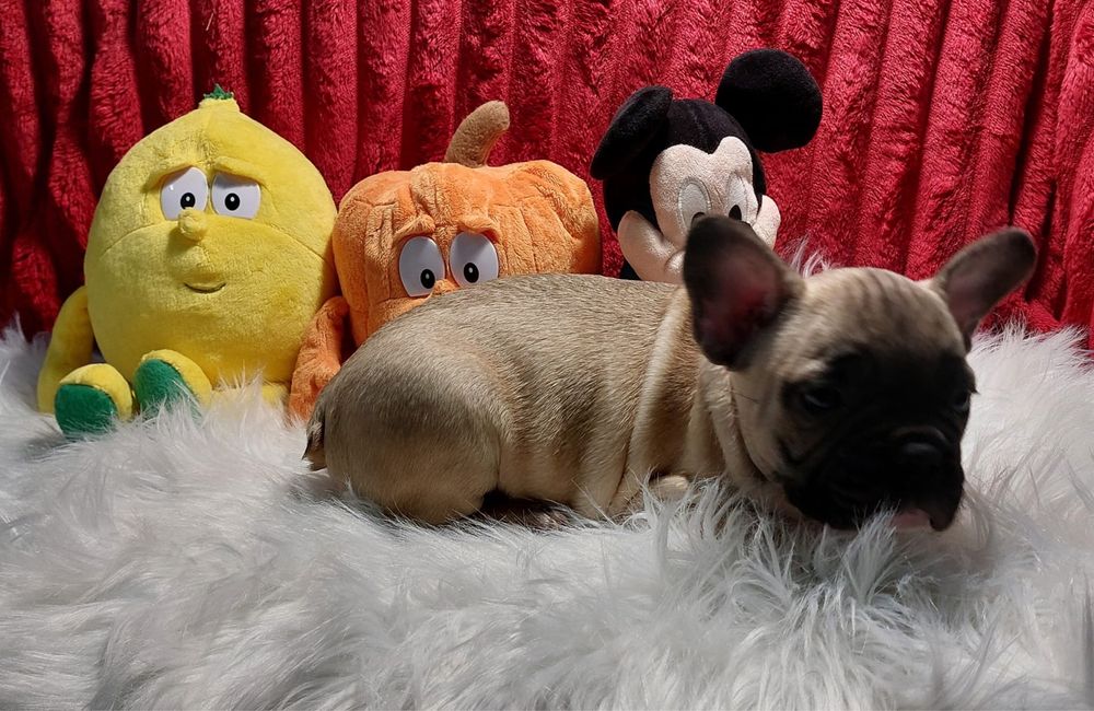 Bulldog francês bebé