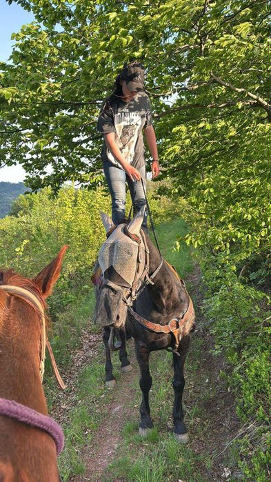 Sprzedam zamienię ładnego konia