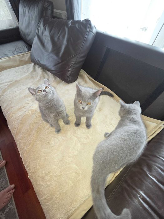 Kotki kocurki Brytujskie z  rodowodem