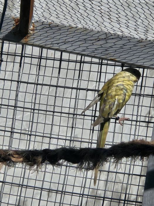 Red rumped  procuram novo lar