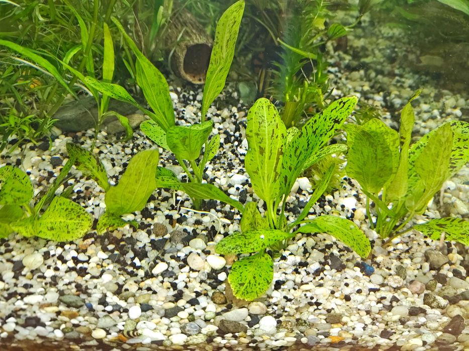 Żabienica Rośliny akwariowe Białystok