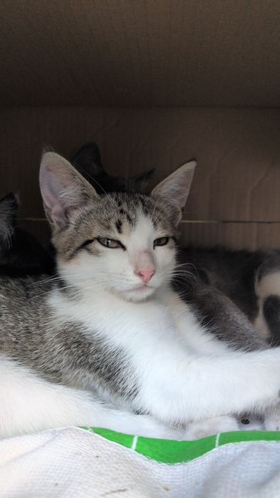 Віддам кошеня у добрі руки