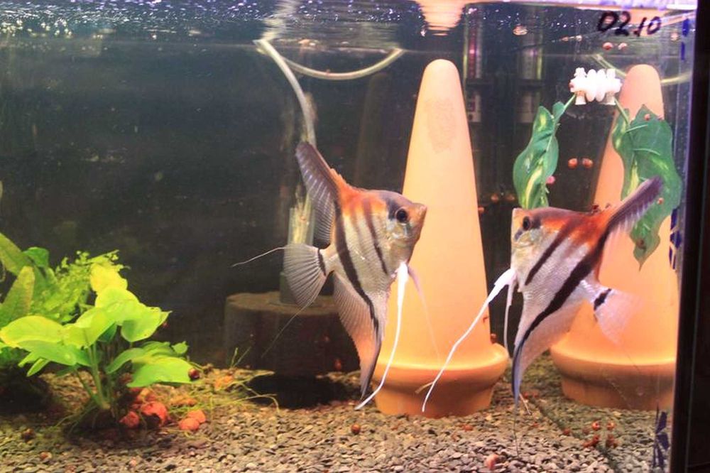 Скалярии болгарин, брильянт обыч и вуаль, голубая, пиной, манакапуру